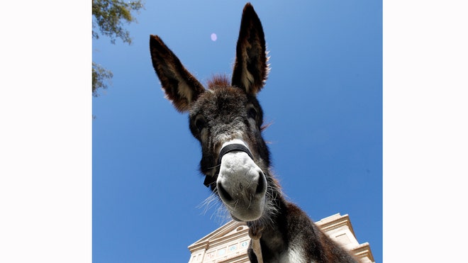 Texas vs Burros crop.jpg